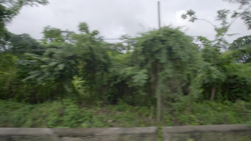 Behind the small stone wall is a large forest