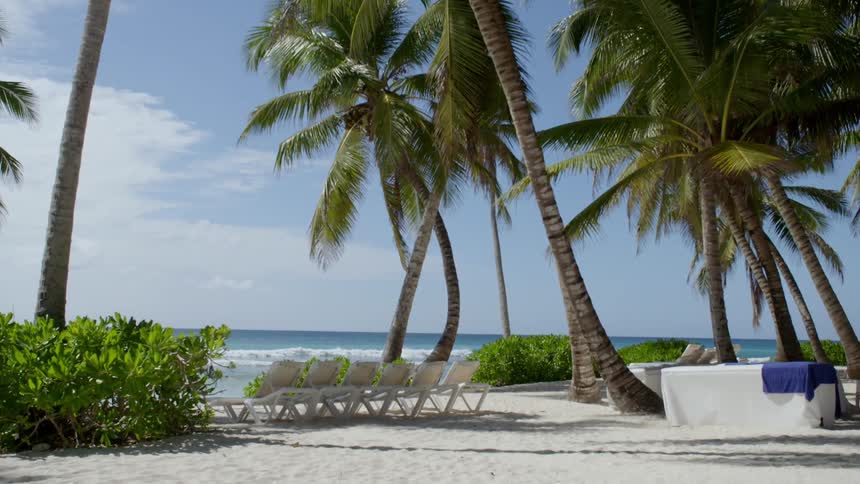 The tall palm trees line the beach
