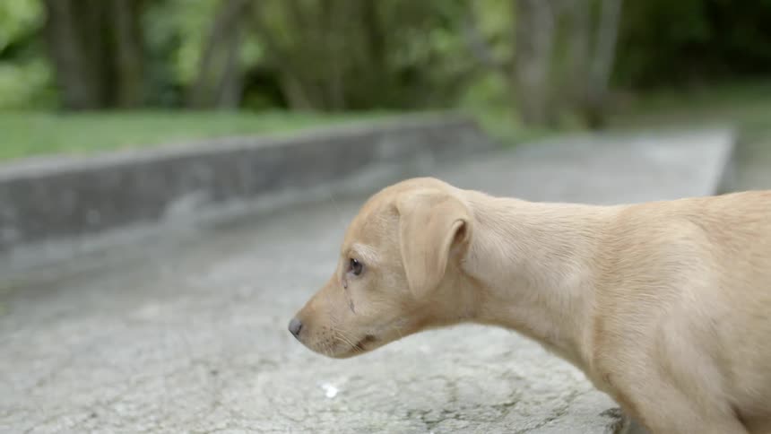 Dog looks around before jumping up on concrete path