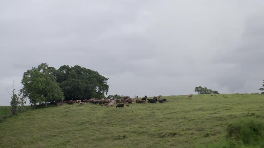 A herd of cows graze in a pasture by a roadway