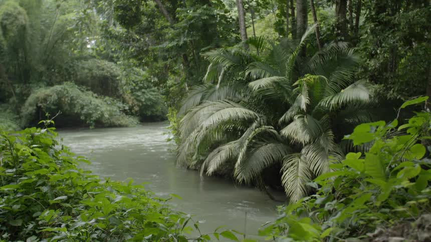 A river flows through a dense and lush jungle
