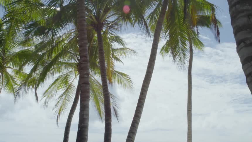 The sun shining through palm trees down onto a tropical beach bordering a pastel blue ocean