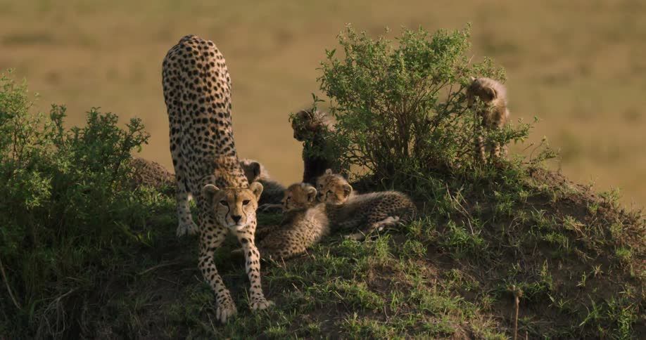 A cheetah is stretching and yawning on on a hill with leopard cubs