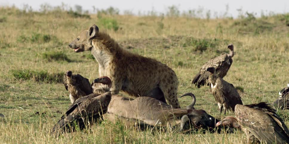A jackal is standing over a dead animal with birds all around