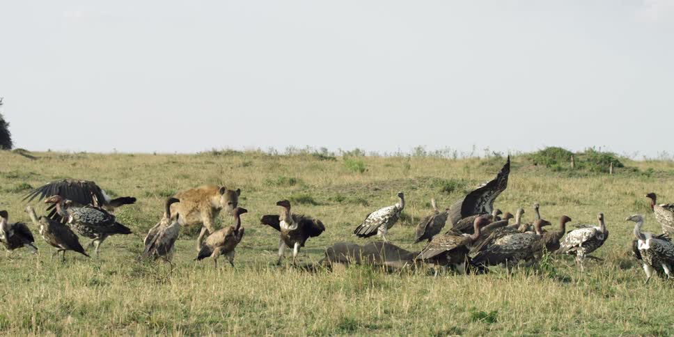 A jackal chases some birds off a dead animal on a field