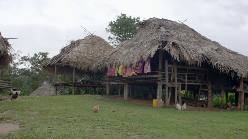 Farm animals wander around a grassy yard of three thatched huts