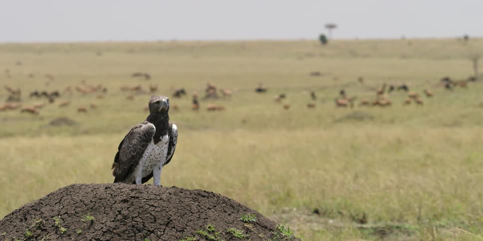 Predatory bird sitting on a small mound of dirt