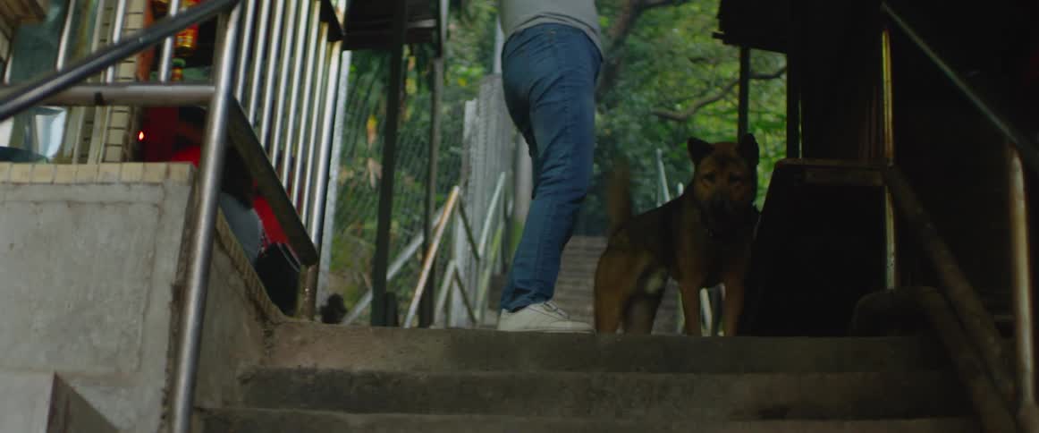 A dog stands on a deck wagging its tail in excitement as a person starts to walk up the steps