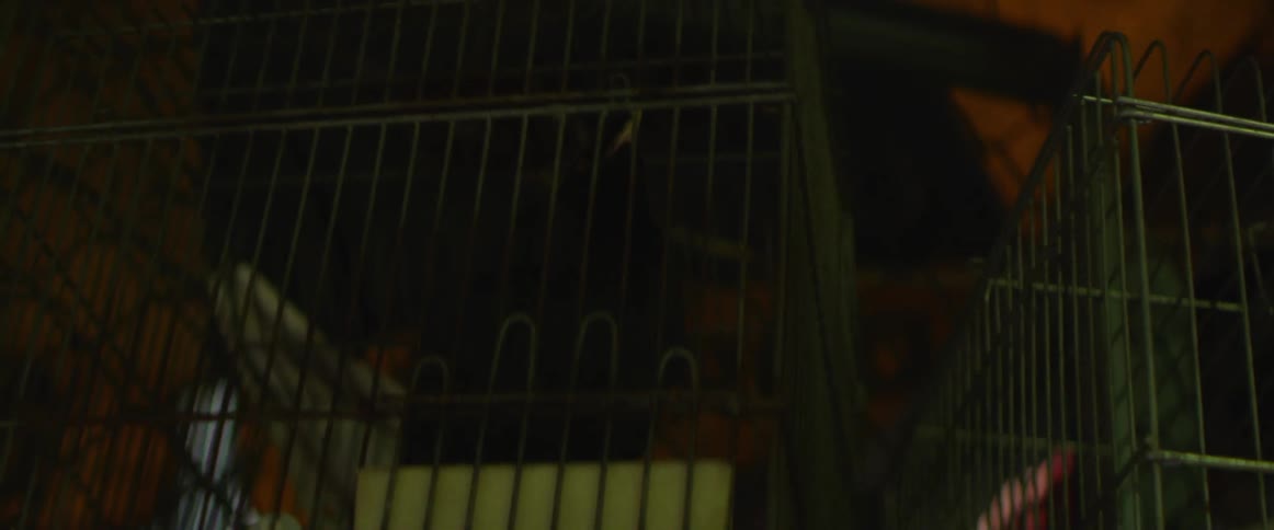 A black bird in a cage