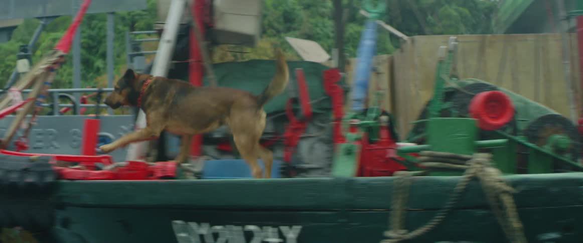 Dog runs to keep up with moving vehicle stopping at end of boat