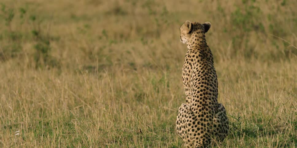 A cheetah is sitting on a grass field on a sunny day