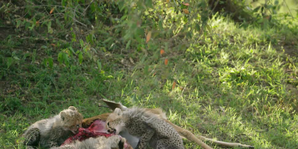 A group of cheetah cubs are feeding on a carcass