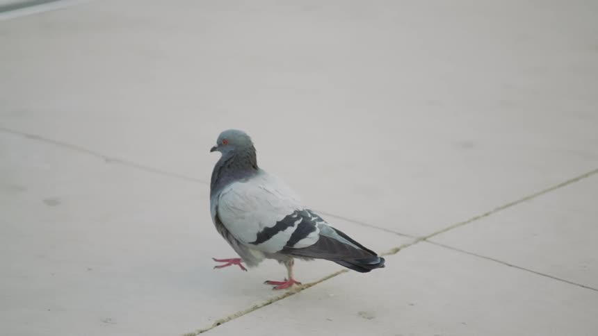 Pigeon strutting across sidewalk