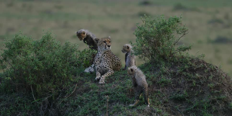 A group of cheetahs are sitting on a small hill