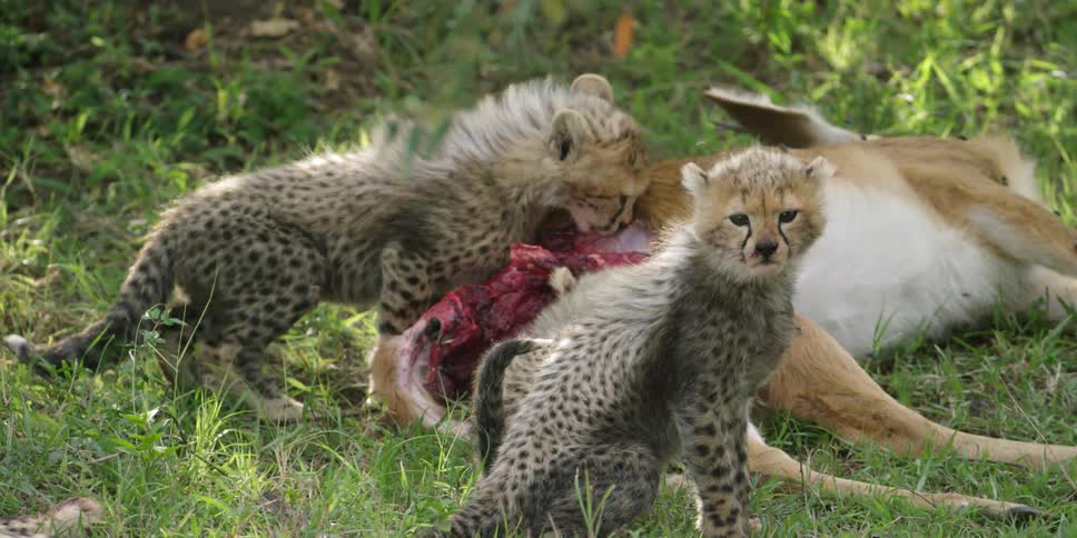 Cheetah cubs are feeding on a carcass in the grass