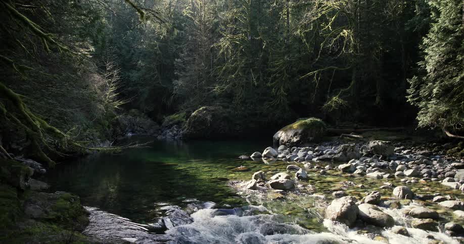 A big stream runs through a forest and turns into a rapid