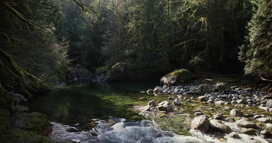 Clear waters of a river going through a pine forest in the morning
