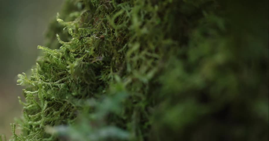 The moss sits calmly