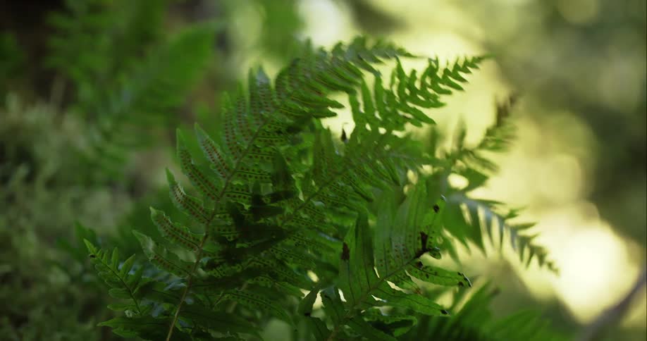 Fern leaves waving in the wind on a sunny day