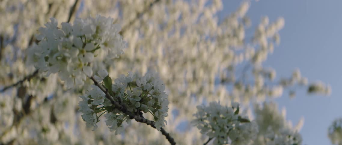 A tree stands against the sky and is covered in white blooms