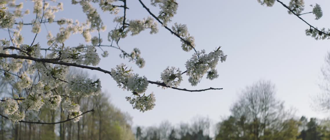 A tree with white flowers with other trees and the sky in the background
