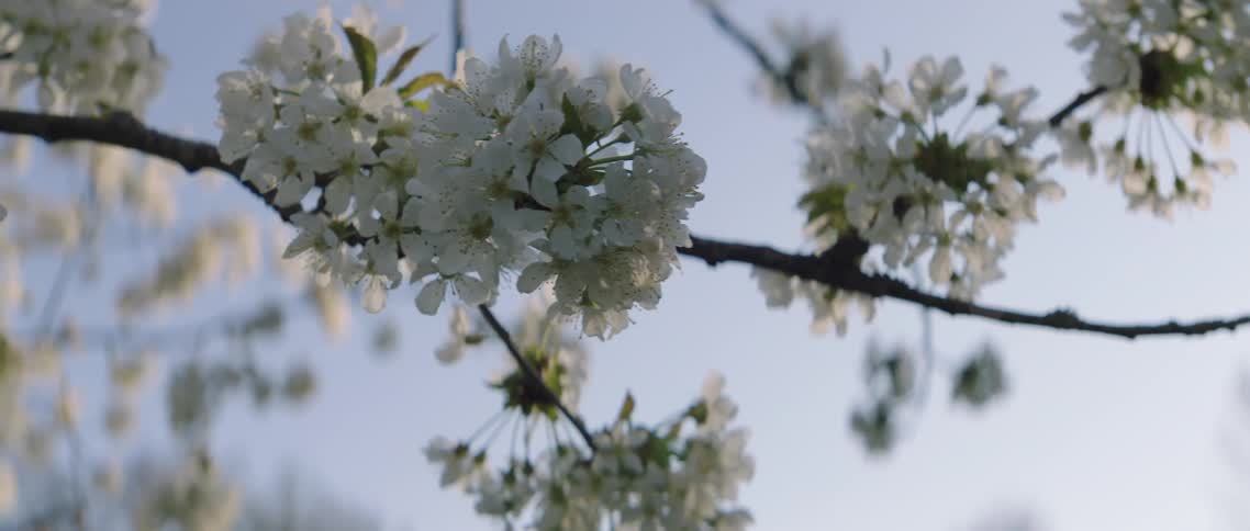 A white cherry blossom tree with the sky in the background