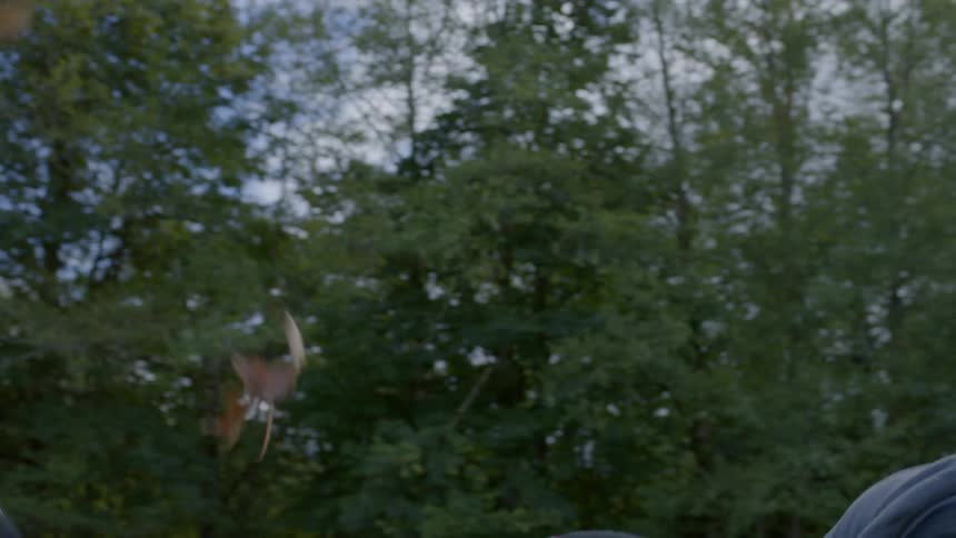 Two boys and a girl playing and throwing leaves at each other