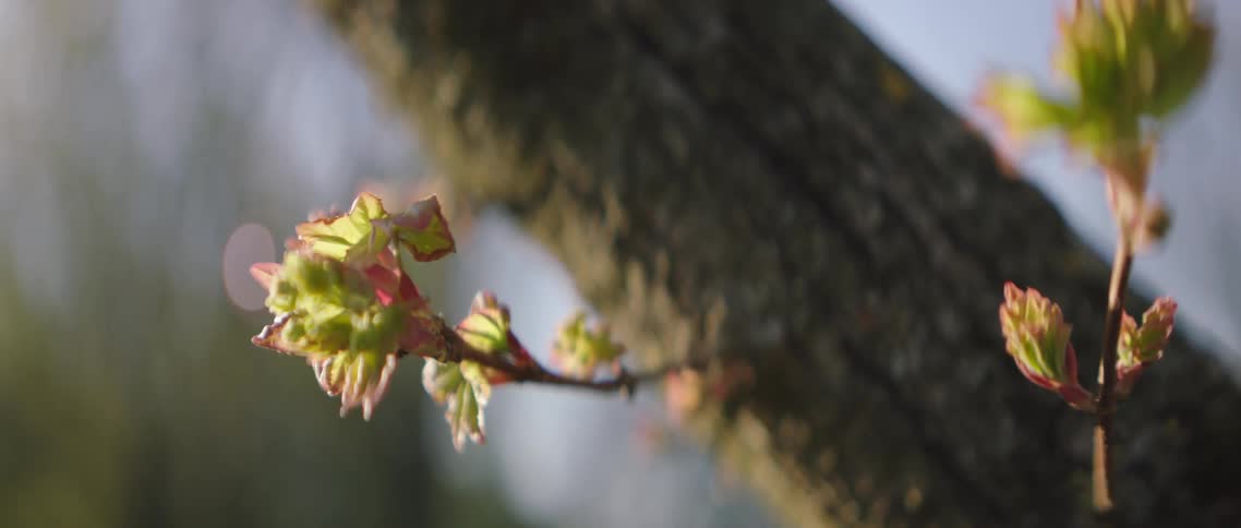 Buds on a tree branch
