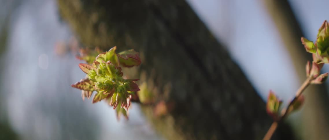Buds on a tree start to bloom
