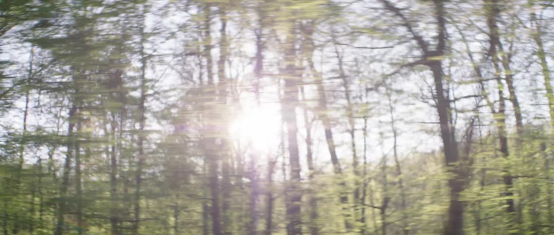 Moving shot of forest and sunlight through trees