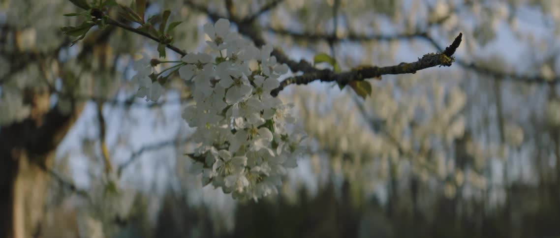 Small white flowers bloom on a branch of a tree in a forest