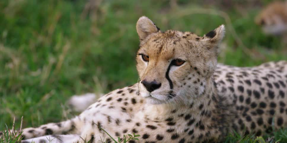 Cheetah lying calmly on some grass