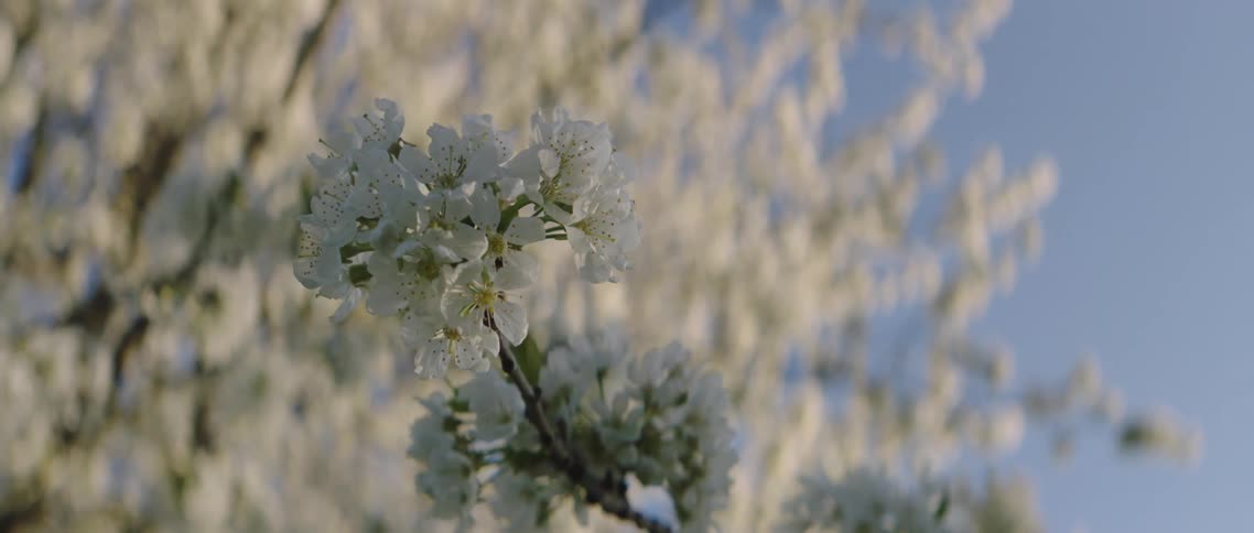 A white cherry blossom tree with the sky up above