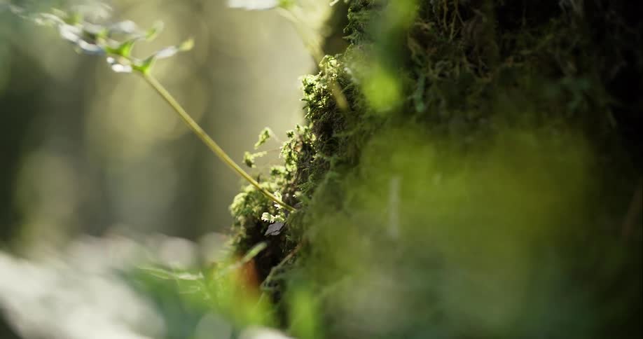 Moss and sprouting plants growing at the base of a tree