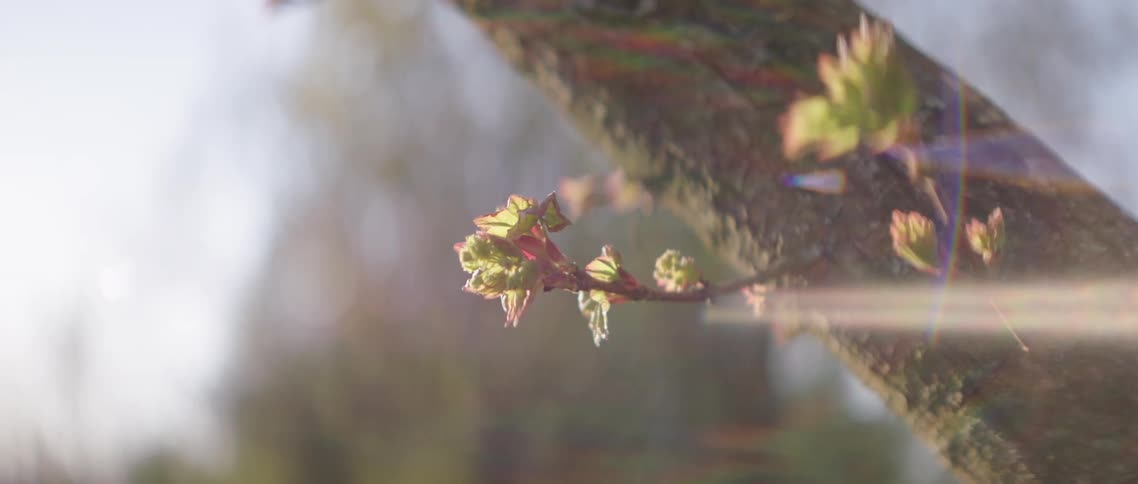 Small flowers are sprouting from the tree branch