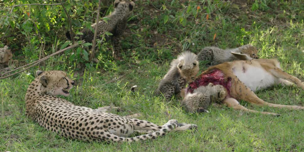 A family of cheetahs are feeding on a dead animal