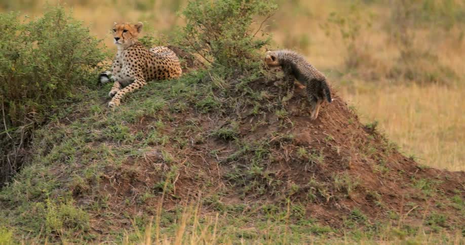 A cheetah watches over her cubs as they play