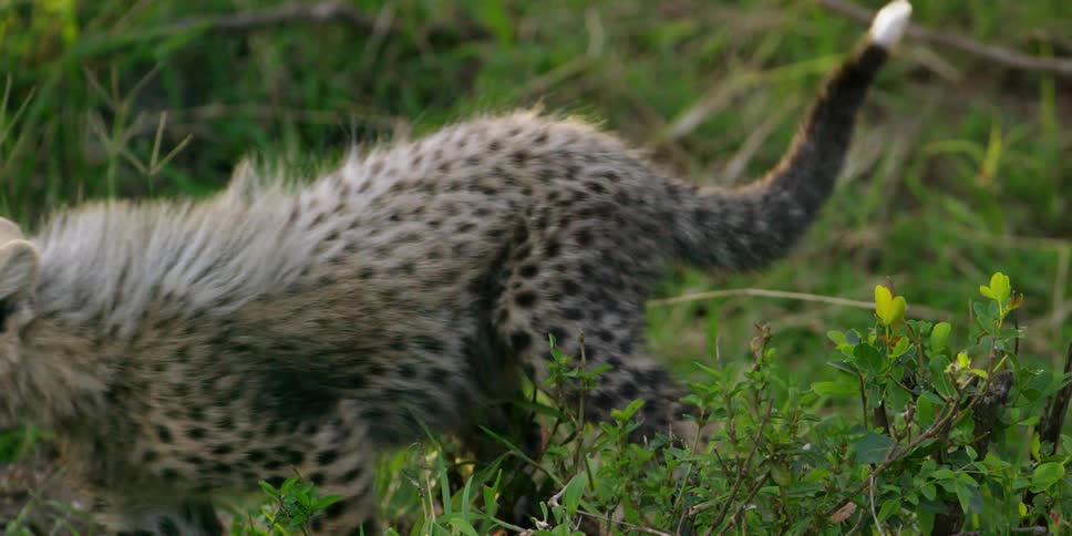 A cheetah kitten looks at something then moves off