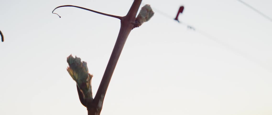 The sun sets behind a tree branch with leaf buds