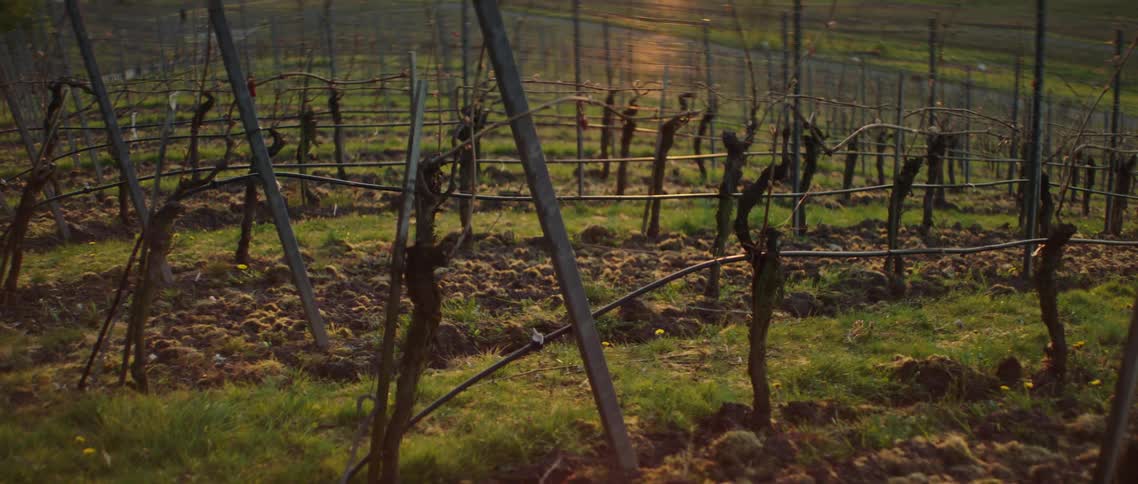 A vineyard with houses in the background