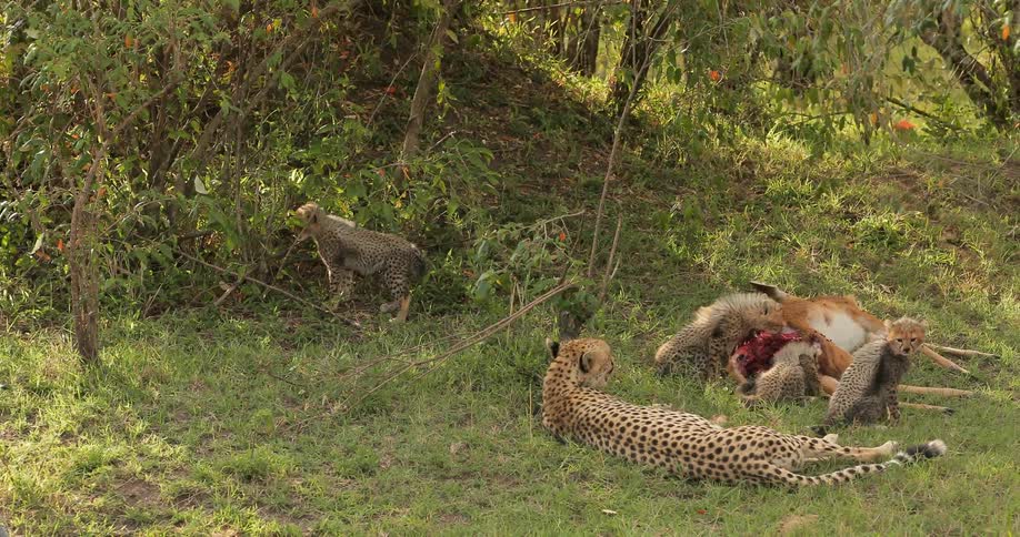 Cheetah cubs eating prey as their mother lays nearby