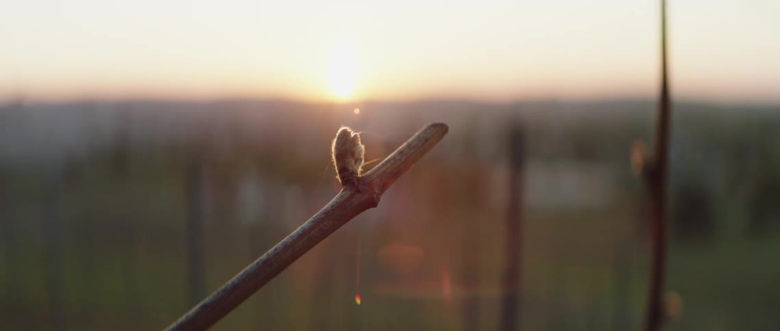 The branch of a plant is visible under the morning sun