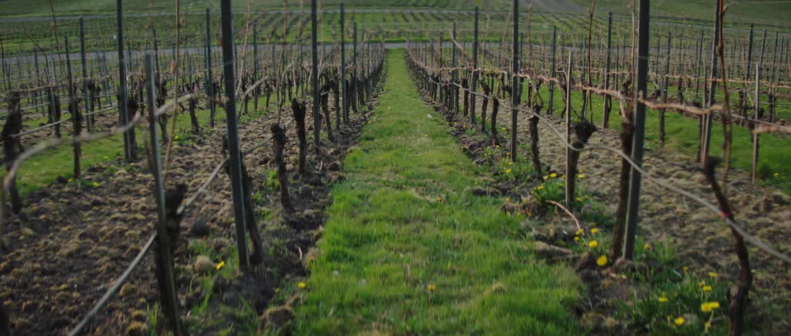 Vineyards in springtime with bare vines