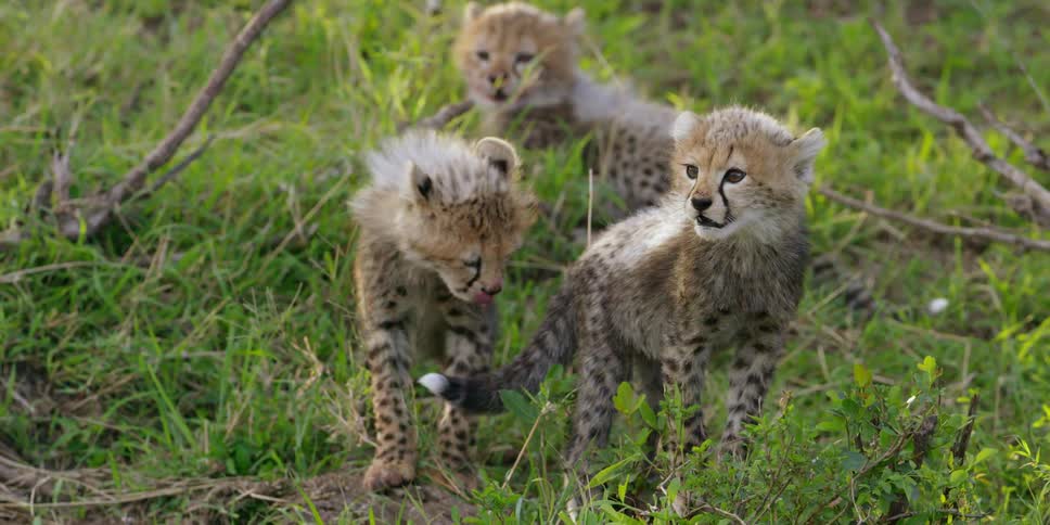 Cheetah cubs are walking and sitting on a grass field