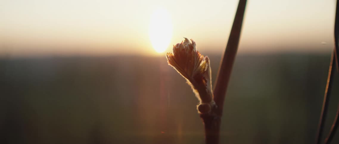 A bloom on a stalk