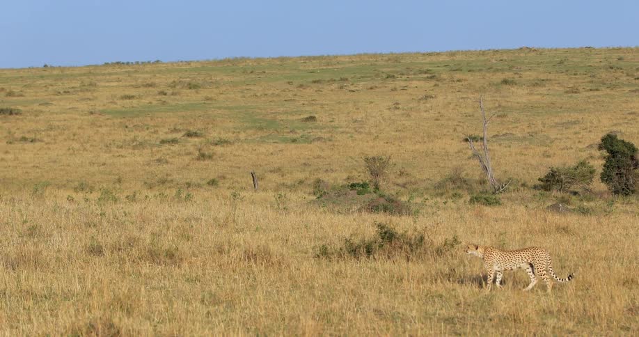 A lone cheetah walks across a grassy plain on a sunny day