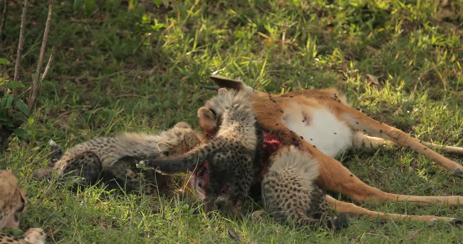 Cheetahs are feeding on a carcass on a field