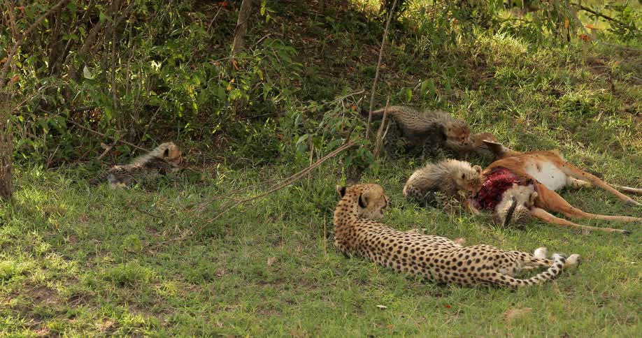 A cheetah watches as its cubs eat a dead animal
