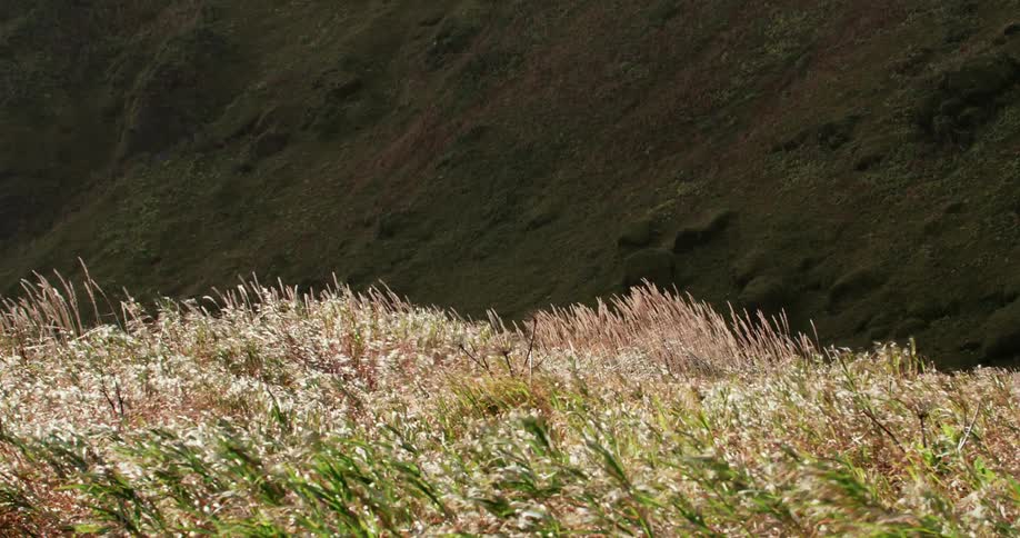 Wind blowing tall grass in front of rocky slope