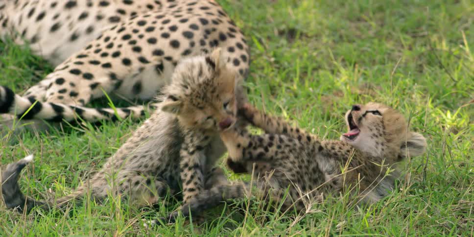 Two cheetah cubs are playing in the grass